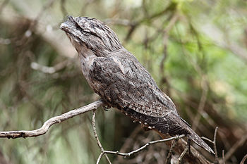 Tawny Frogmouth