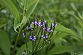 Common Verbena, Verbena hastata