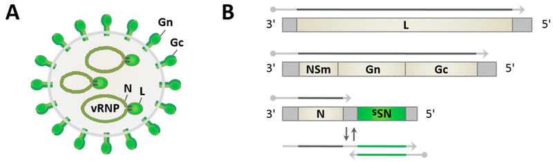 File:Viruses-08-00174-g001.png