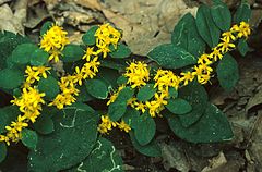 Solidago albopilosa[англ.]