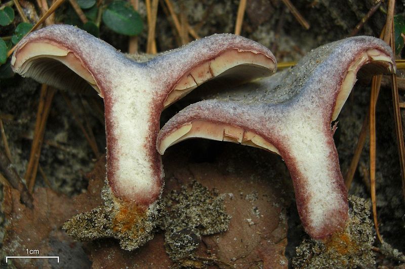 Файл:2007-11-10 Lactarius paradoxus 2.jpg