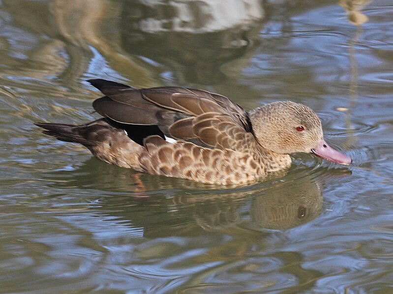 File:Bernier's Teal RWD.jpg