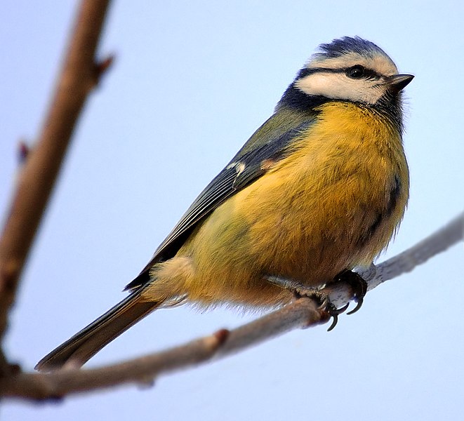 File:Blue Tit aka.jpg