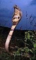 Indian cobra displaying an impressive hood.