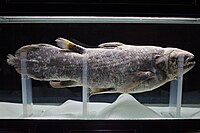 Coelacanth