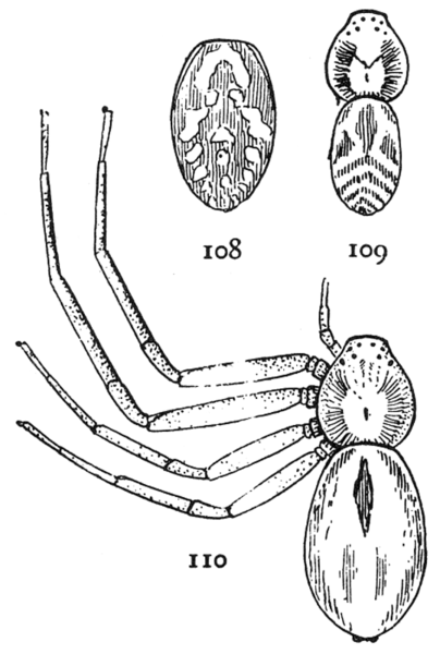 File:Common Spiders U.S. 108-10.png