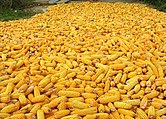 A heap of maize in India