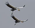 In South Luangwa National Park, Zambia