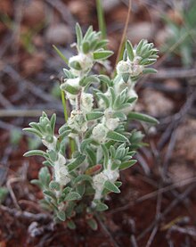 Eriochiton sclerolaenoides habit.jpg