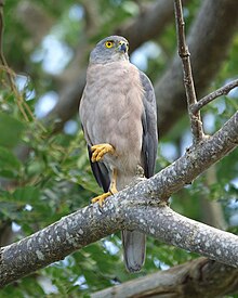 Fiji Goshawk (31071725604).jpg