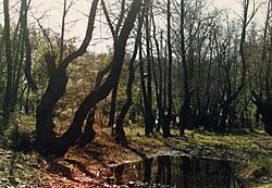 Turkish sweetgum (Liquidambar orientalis) tree grove near Dalaman