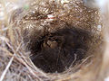 The inside of a bird's nest