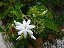 Udupi Jasmine (Jasminum grandiflorum