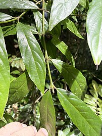 Foliage