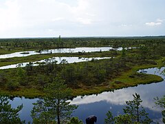 Ķemeri National Park is home to mires, natural mineral-springs, muds and lakes that are former lagoons of the Littorina Sea