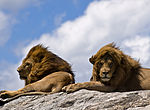 Pareja de leones machos en el Serengueti