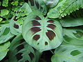 Maranta leuconeura var. kerchoviana