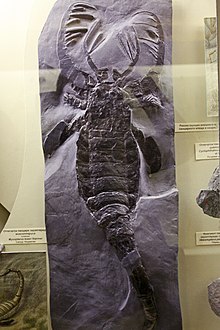 Mixopterus.jpg