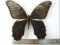 Papilio protenor♂