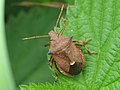 Picromerus bidens Pentatomidae