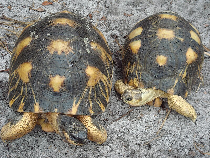 Файл:Radiated tortoise.jpg