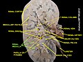 Renal medulla