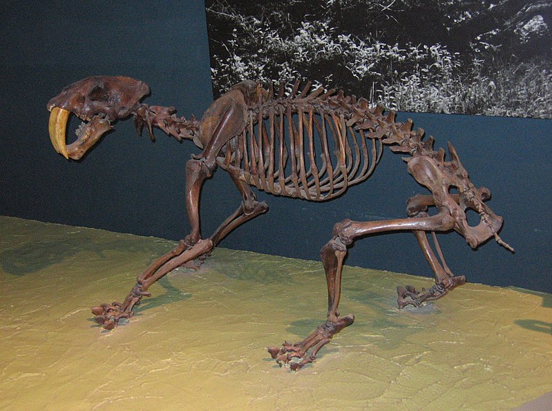 File:Smilodon californicus.jpg