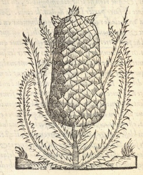 File:Thevet1558Pineapple.jpg