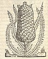 Artist's impression of a pineapple in Thevet, 1558