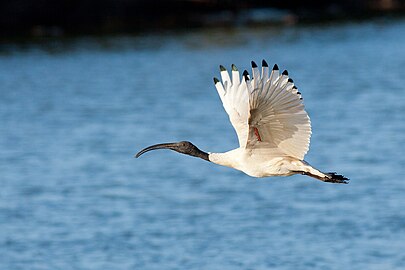 In flight, red skin visible under wings