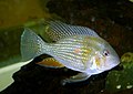 Elongated filaments in the fins of Acarichthys heckelii