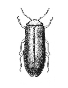 Blatchleya gracilis.png