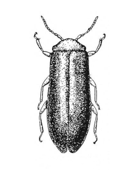 Blatchleya gracilis