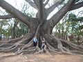 Image 21Buttress roots of the kapok tree (Ceiba pentandra) (from Tree)