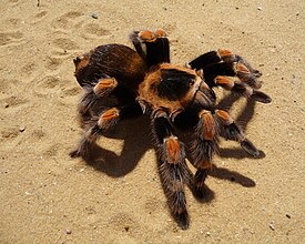 Птицеед Brachypelma smithi