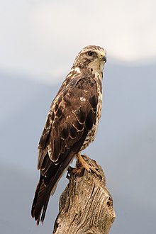 Buteo swainsoni (Calibas).jpg