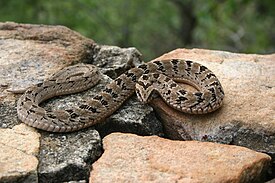 Ромбическая жабья гадюка (Causus rhombeatus)