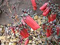 Darwinia hypericifolia in Royal Botanic Gardens, Cranbourne