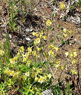 Delphinium luteum