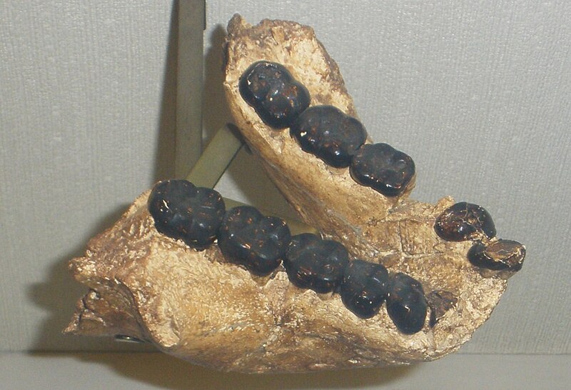 File:Gigantopithecus bilaspurensis mandible.JPG