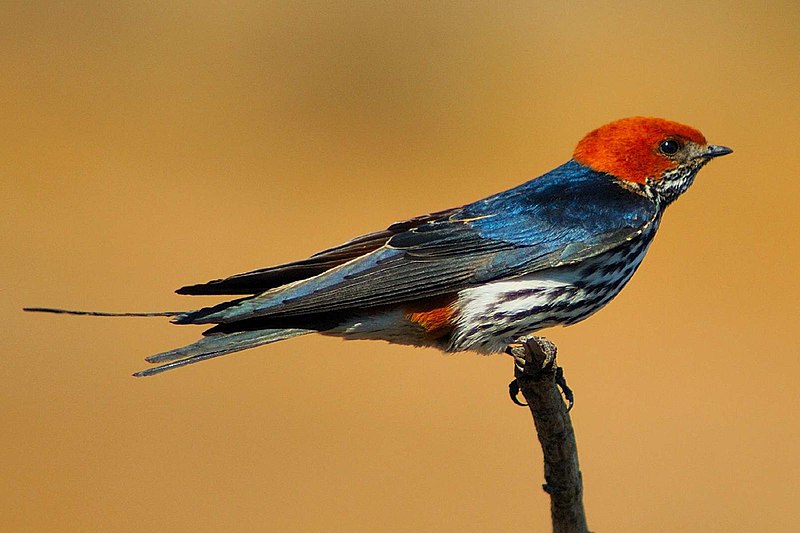 File:Hirundo abyssinica.jpg