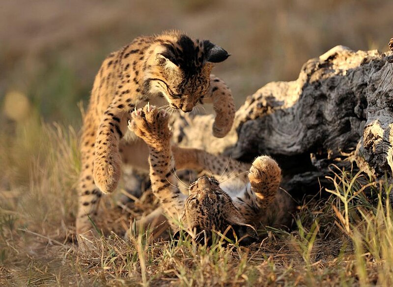 Файл:Iberian Lynx cub fight.jpg