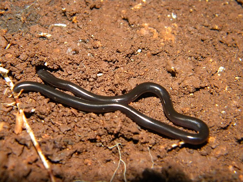 Archivo:Leptotyphlops goudotii.jpg