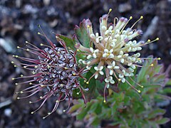 L. heterophyllum