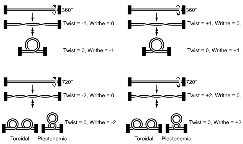 File:Linear DNA Supercoiling.png