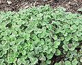 Foliage of young plants