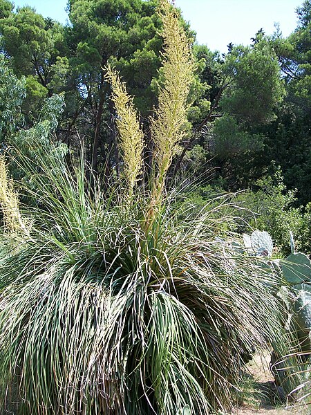 File:Nolina longifolia-1.jpg