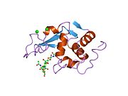 1lmt: STRUCTURE OF A CONFORMATIONALLY CONSTRAINED ARG-GLY-ASP SEQUENCE INSERTED INTO HUMAN LYSOZYME