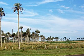 Llanura del litoral del río Uruguay, Paysandú