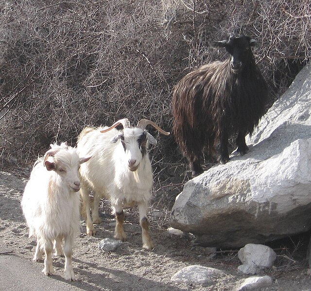 Archivo:Pashmina goats.jpg